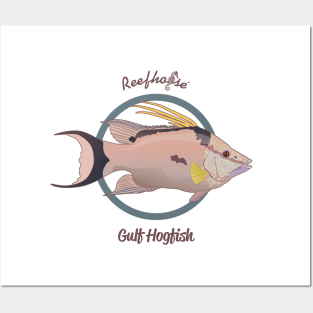 Gulf Hogfish Posters and Art